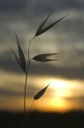 presenze al tramonto presenze al tramonto