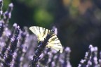 Lavanda Lavanda