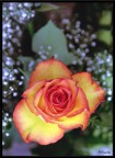 Cuore di rosa Cuore di rosa