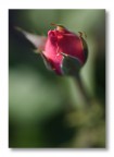 Dreamy Rose Dreamy Rose
