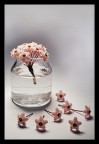 ...little flowers... ...little flowers...