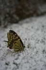 farfalla farfalla