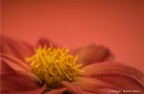 delicatezze in rosso delicatezze in rosso