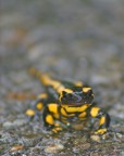Salamandra infreddolita Salamandra infreddolita