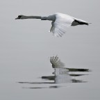 targhe alterne targhe alterne