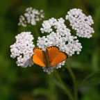 Bianco Arancio Verde
