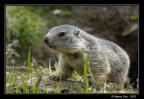 Piccolo di Marmotta Piccolo di Marmotta