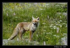 Volpe Rossa Volpe Rossa