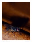 L'ombra della mosca L'ombra della mosca