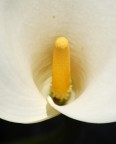 Geometrie riproduttive (rendiamo giustizia alla calla) Geometrie riproduttive (rendiamo giustizia alla calla)