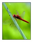 libellula libellula