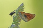 mosca e farfalla mosca e farfalla
