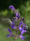 Colore viola Colore viola
