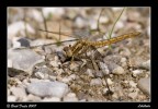 Libellula Libellula