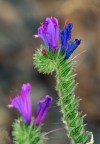 fiori fiori