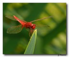 Red & Green Red & Green