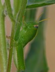 Piccolo grillo Piccolo grillo