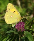 yellow butterfly