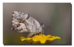 Farfalla