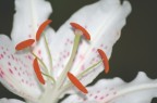 Fiore Fiore