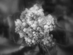 fiore B&W fiore B&W