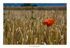 in un campo di grano in un campo di grano