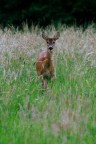 capriolo2 capriolo2