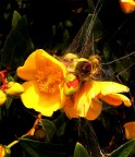 Fiore 2 Fiore 2