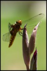 libellula libellula