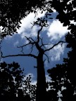 L'albero blu L'albero blu