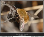 BOMBYLIUS MAYOR BOMBYLIUS MAYOR