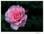 Una splendidia giovinezza.... in rosa Una splendidia giovinezza.... in rosa