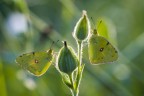 giallo e verde giallo e verde