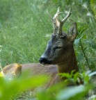 Capriolo Capriolo