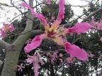 Fiore Fiore