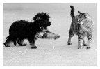 CANE &amp; GATTO