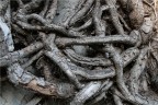 L'intreccio della vita L'intreccio della vita