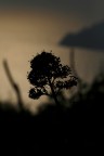 contro luce contro luce