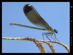 Damigella Damigella