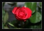 ...GIFT... ...GIFT...
