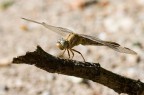 Libellula verdolina