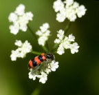ritaglio inusuale ma a me piaceva cos�!

i dati:
7D
Sigma 70-200 2.8 
tubi prolunga 12+36
135mm
iso 100
f/5.6
1/750sec
comp.esp. -1.5
mano libera
luce naturale (anche se non sembra)
solo convertito da Raw 

critiche e giudizi molto graditi.