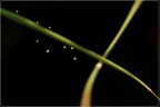 Nature's Musical Notes Nature's Musical Notes