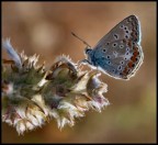 Farfalla Farfalla
