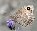 Farfalla