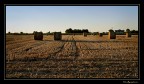 Ultimo sole...sulle rotoballe Ultimo sole...sulle rotoballe