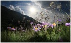 Fiori di Alta Montagna