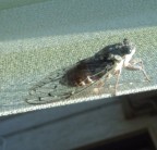Cicala Cicala