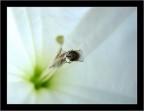 qesta è la mia casa! qesta è la mia casa!