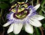 Passiflora Passiflora